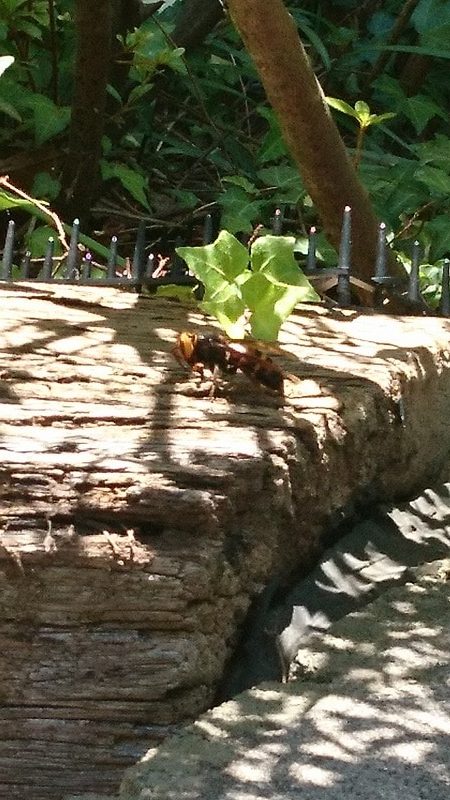 DSC 0041 e1591853147919