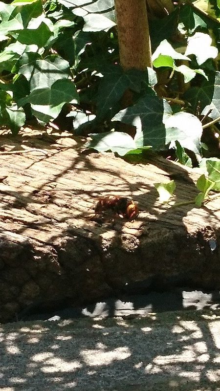 DSC 0044 e1591853106877